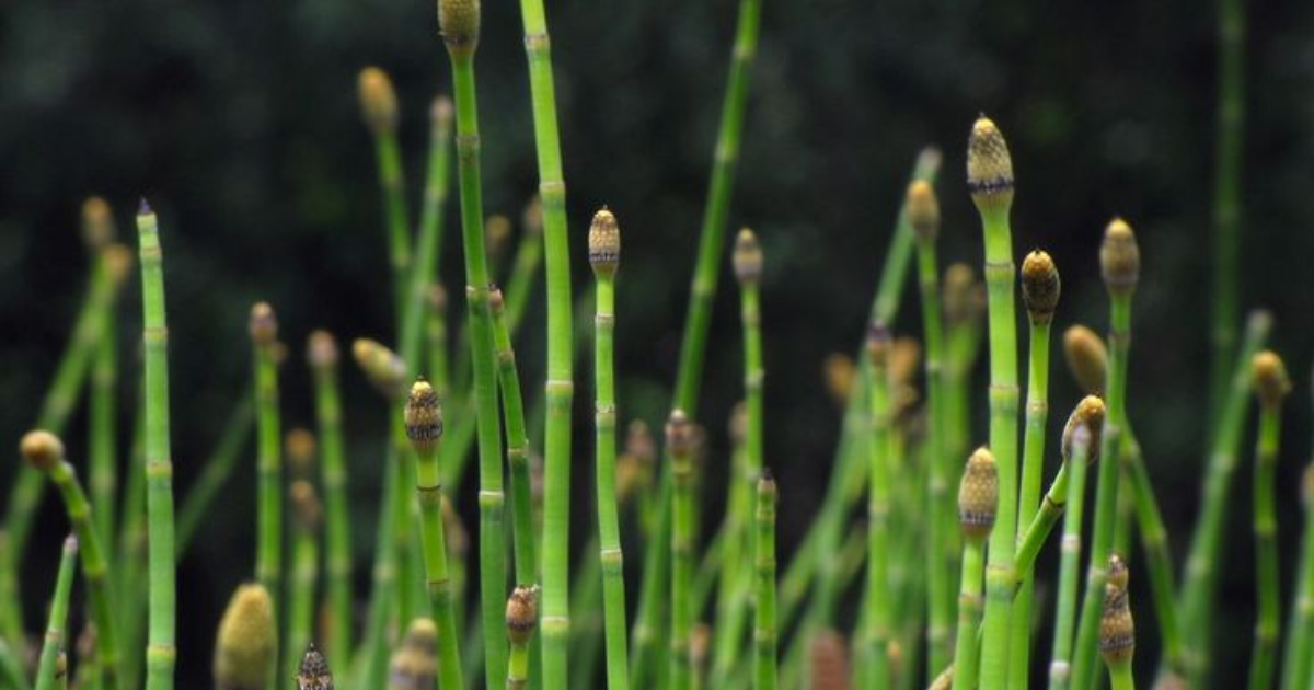 Cavalinha - Propriedades e Aplicações em Diversas Indústrias