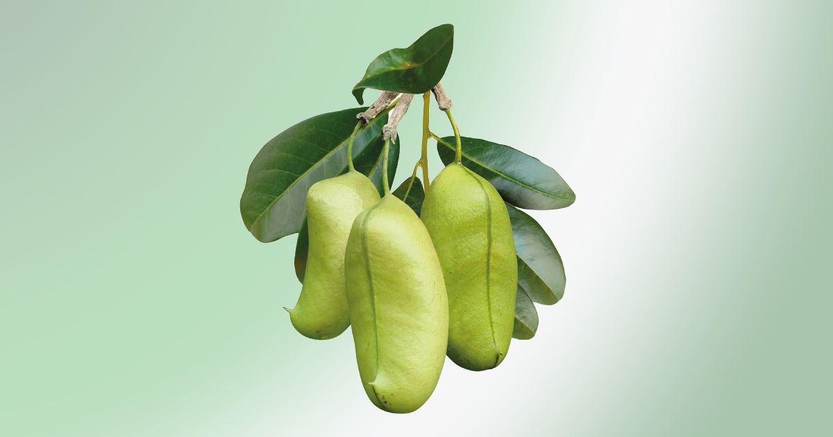 Griffonia - o avanço dos ingredientes naturais para saude mental