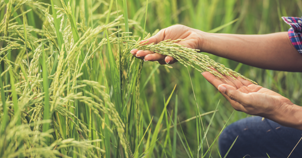 O boom das proteínas por que esse movimento está transformando a indústria de alimentos