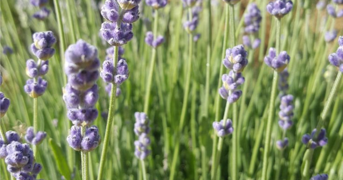 Transforme seus chás e cosméticos com a Alfazema Azul da Santosflora